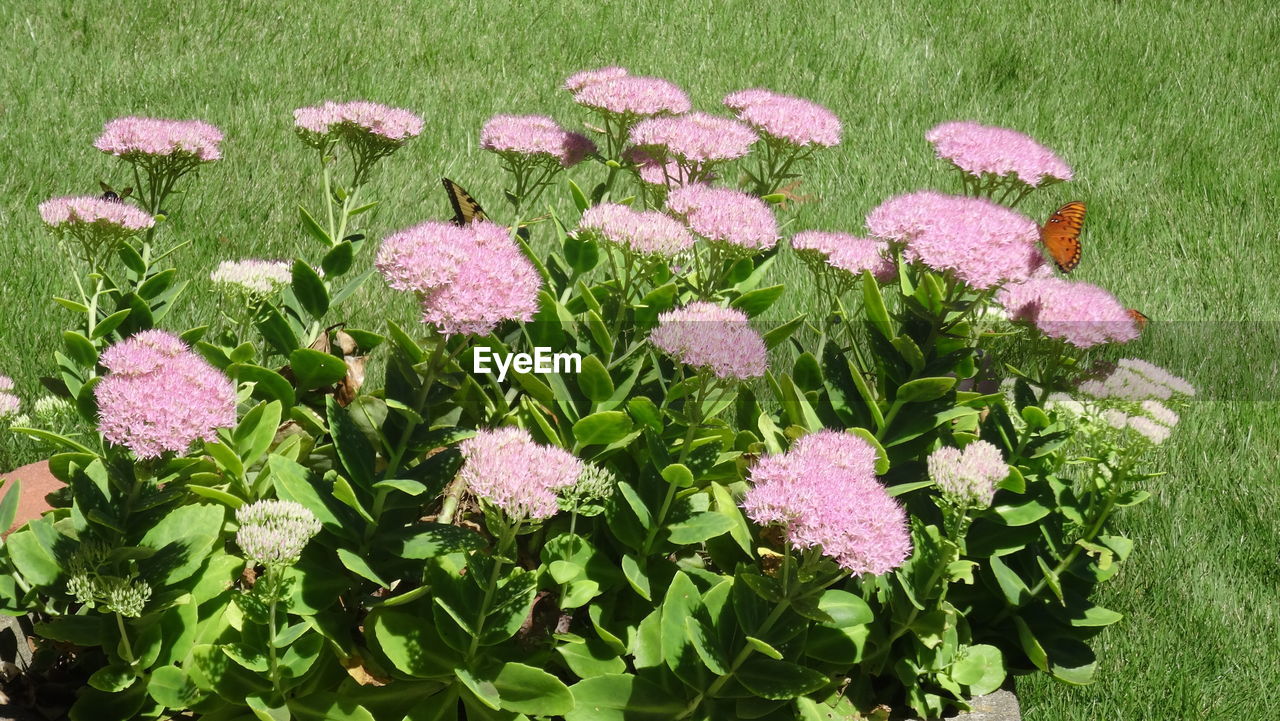 High angle view of pink flowers blooming in field