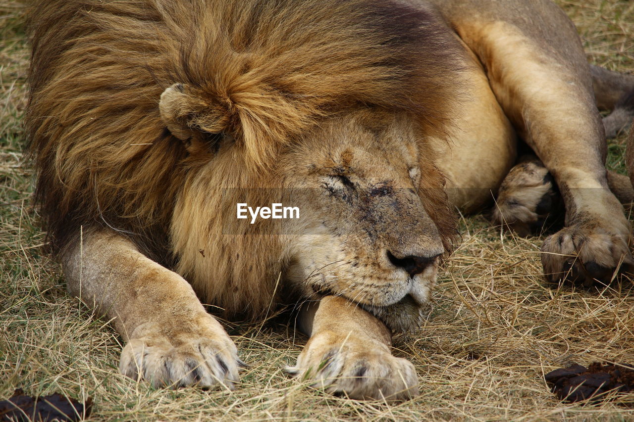 Close-up of lion resting on grassy field at ngorongoro conservation area