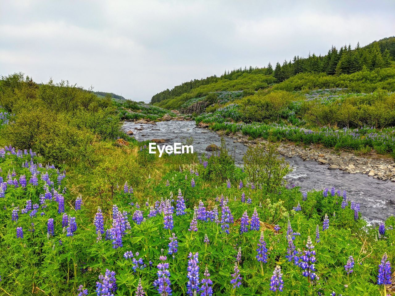 Scenic view of purple flowering plants on land against sky