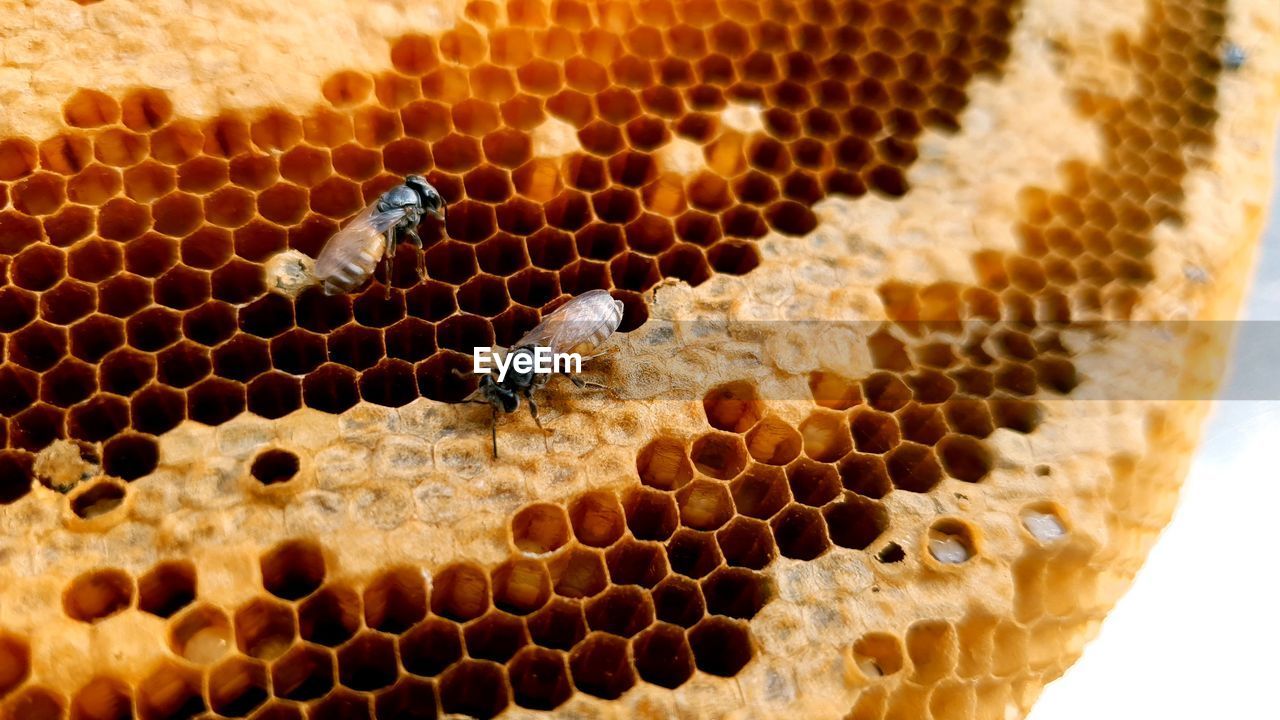 CLOSE-UP OF BEE ON THE GROUND