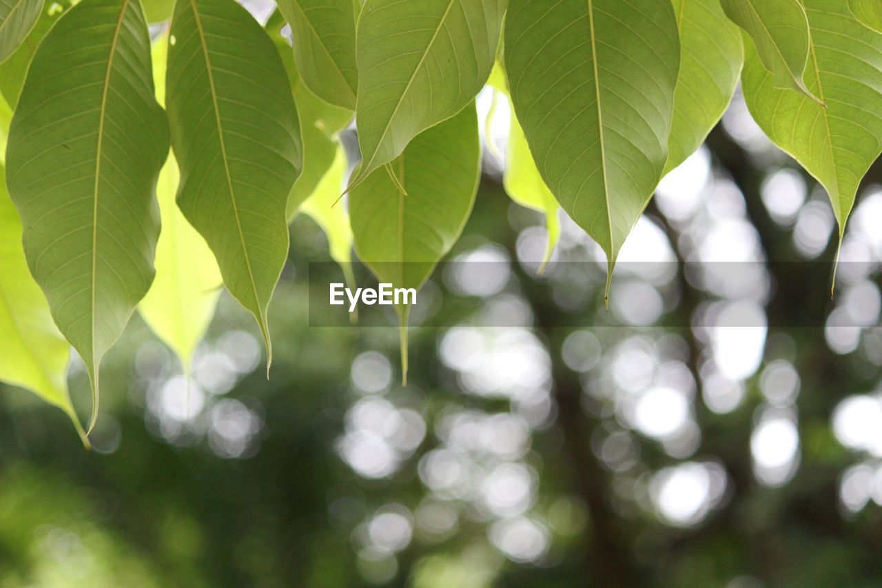 Close-up of fresh green leaves