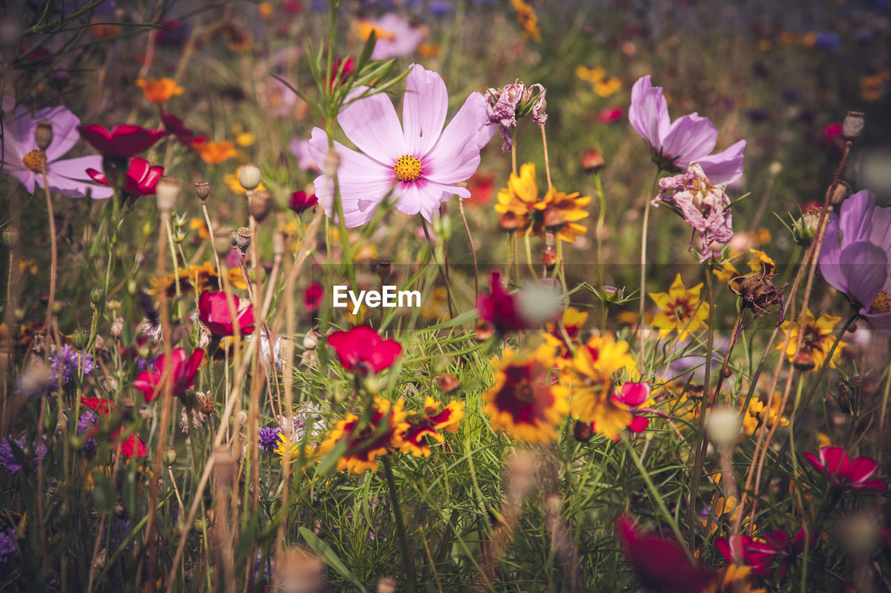 Close-up of flowers in field