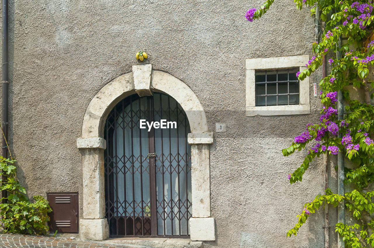 VIEW OF PURPLE FLOWERING PLANTS ON WALL