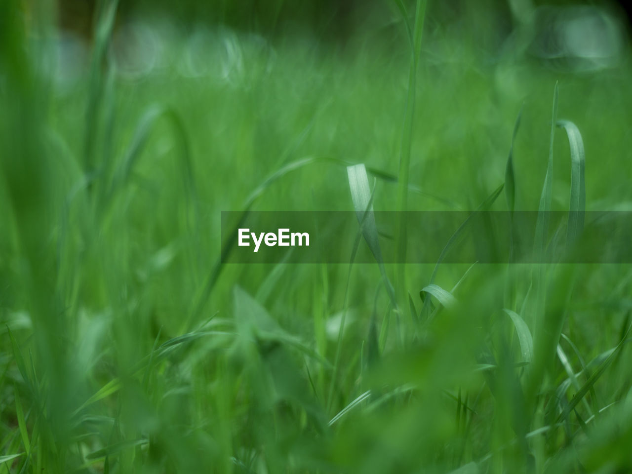 FULL FRAME SHOT OF FRESH GREEN GRASS