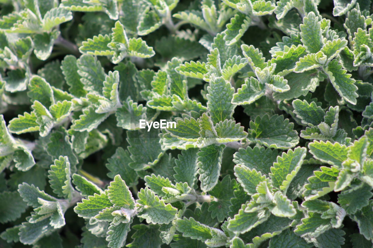 CLOSE-UP OF FRESH GREEN LEAVES