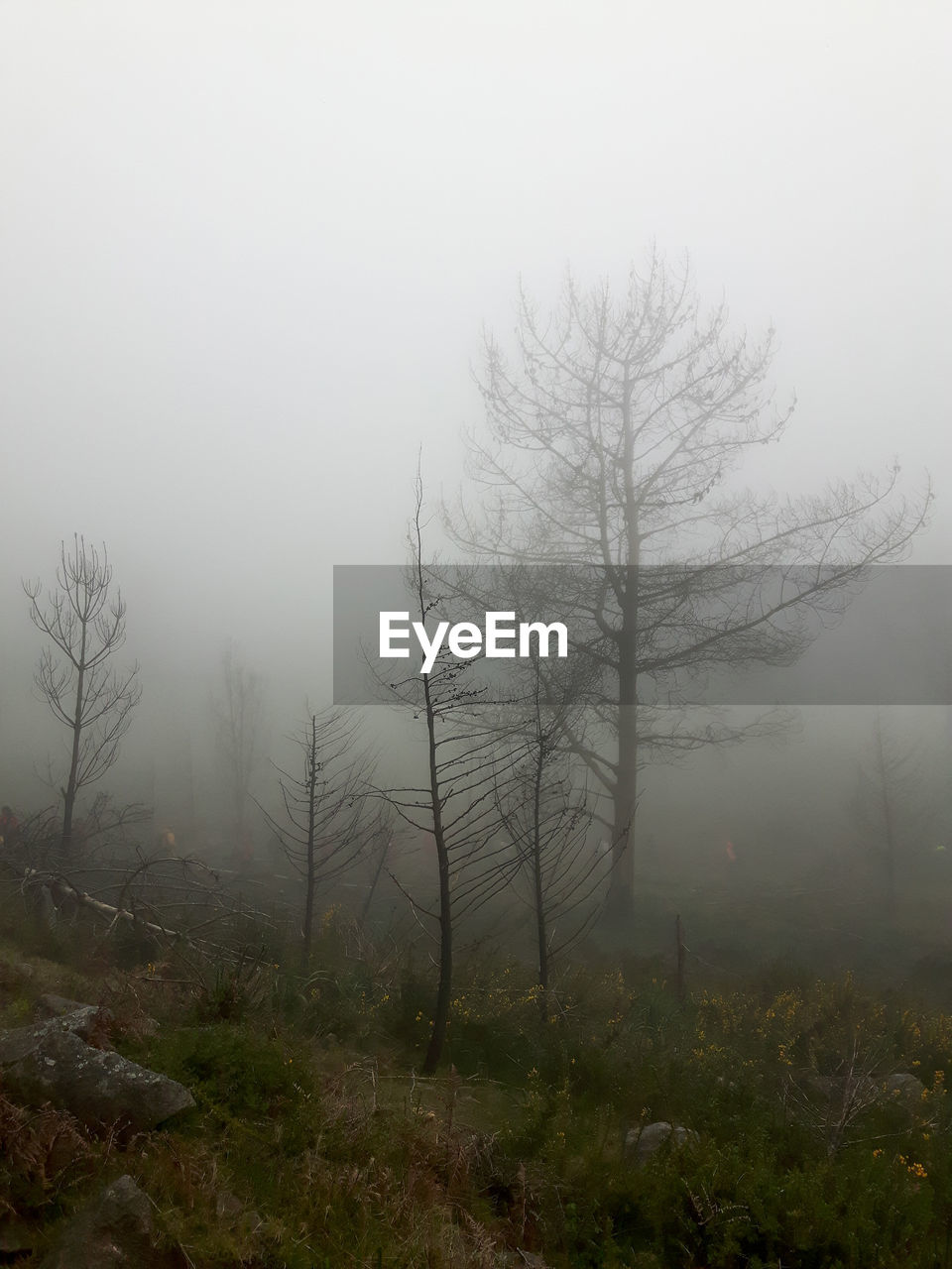 Trees on landscape against sky