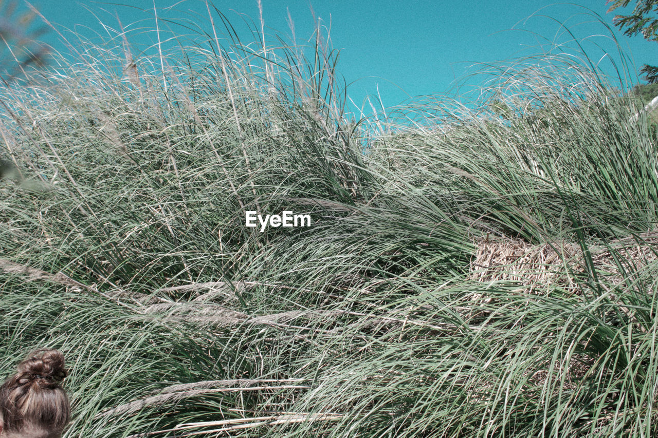 PLANTS GROWING ON BEACH