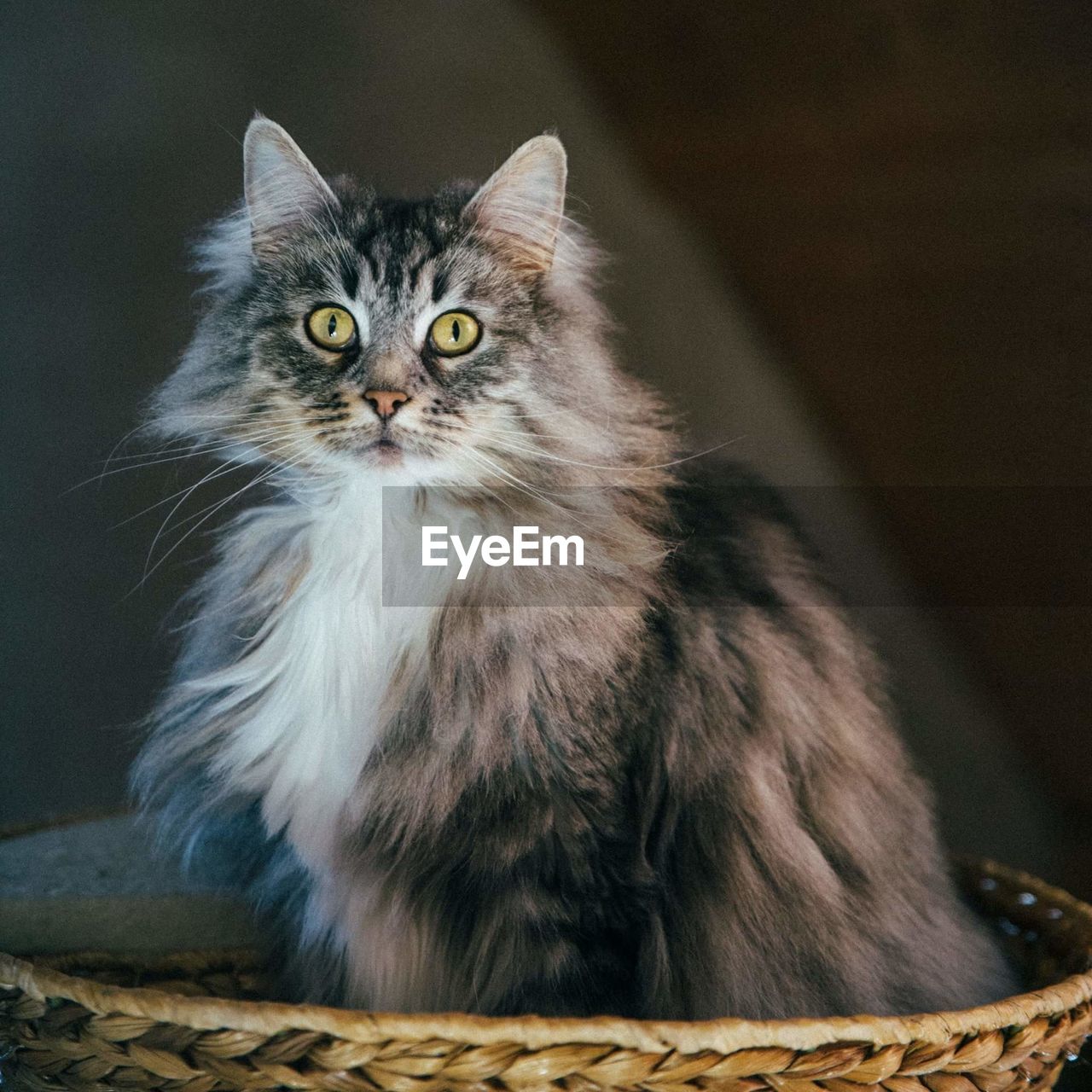 Close-up portrait of alert cat in wicker basket