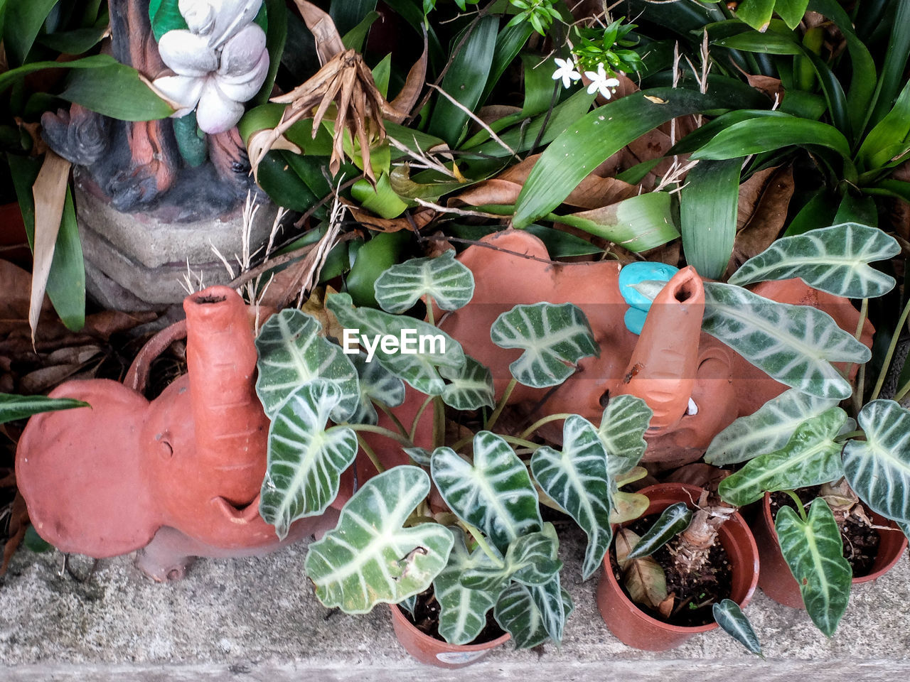 High angle view of potted plants