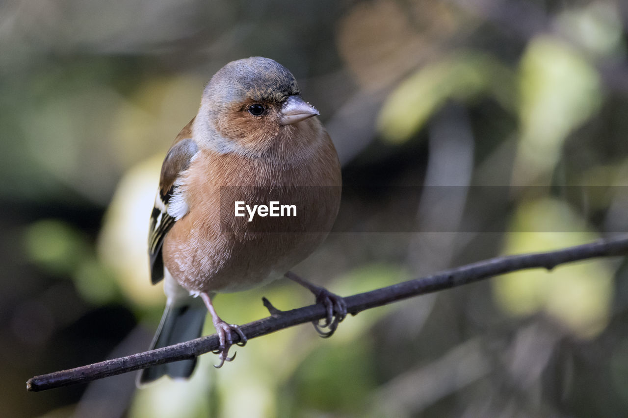 A close-up of a chaffinch perched on a short branch of a hazeltree.