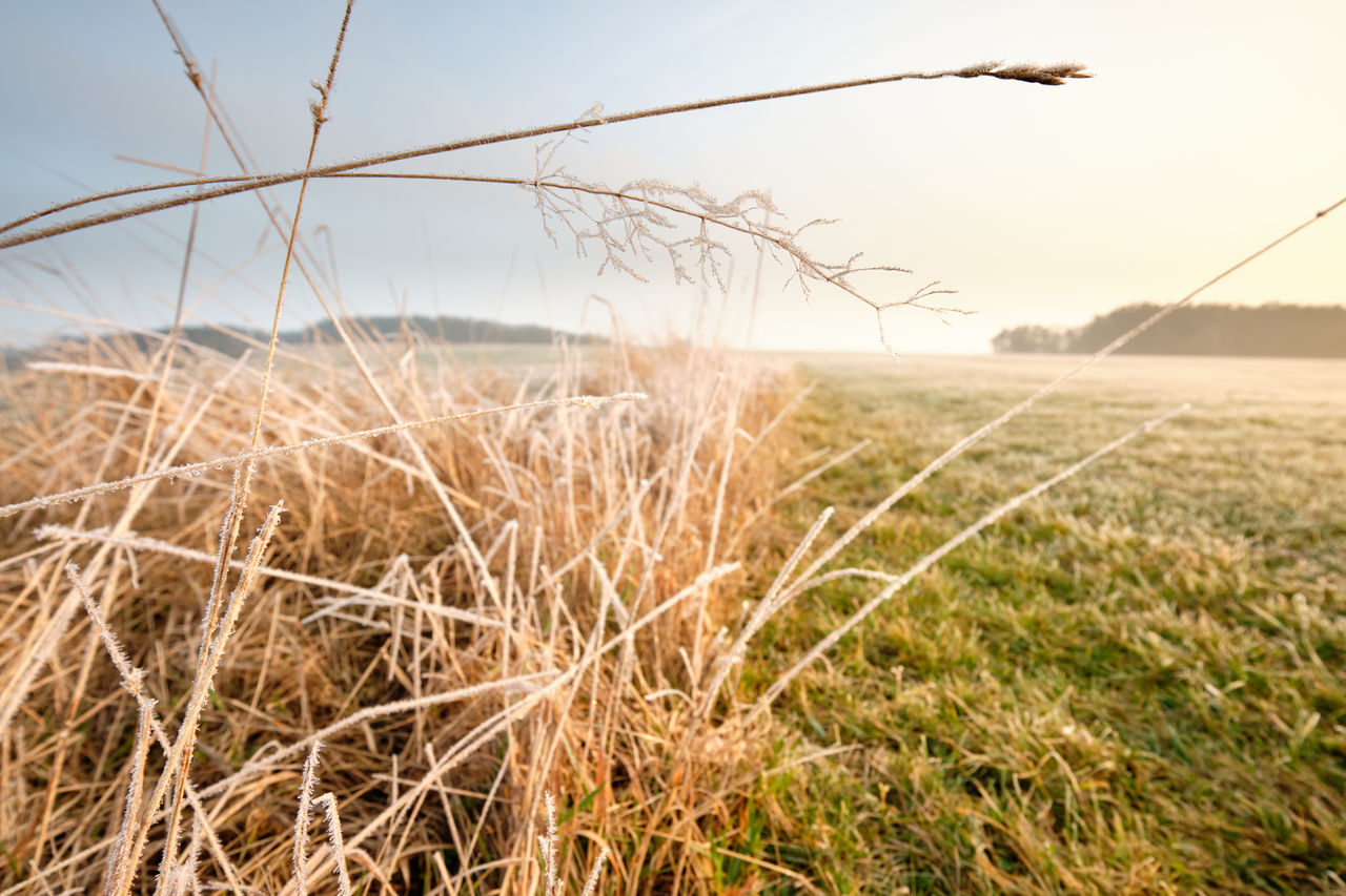 CLOSE-UP OF GRASS ON FIELD AGAINST SKY