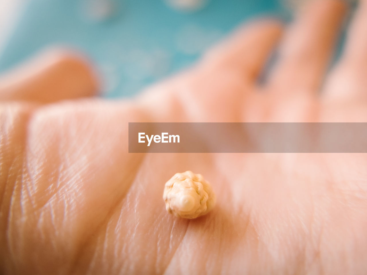 Cropped hand of person holding small seashell