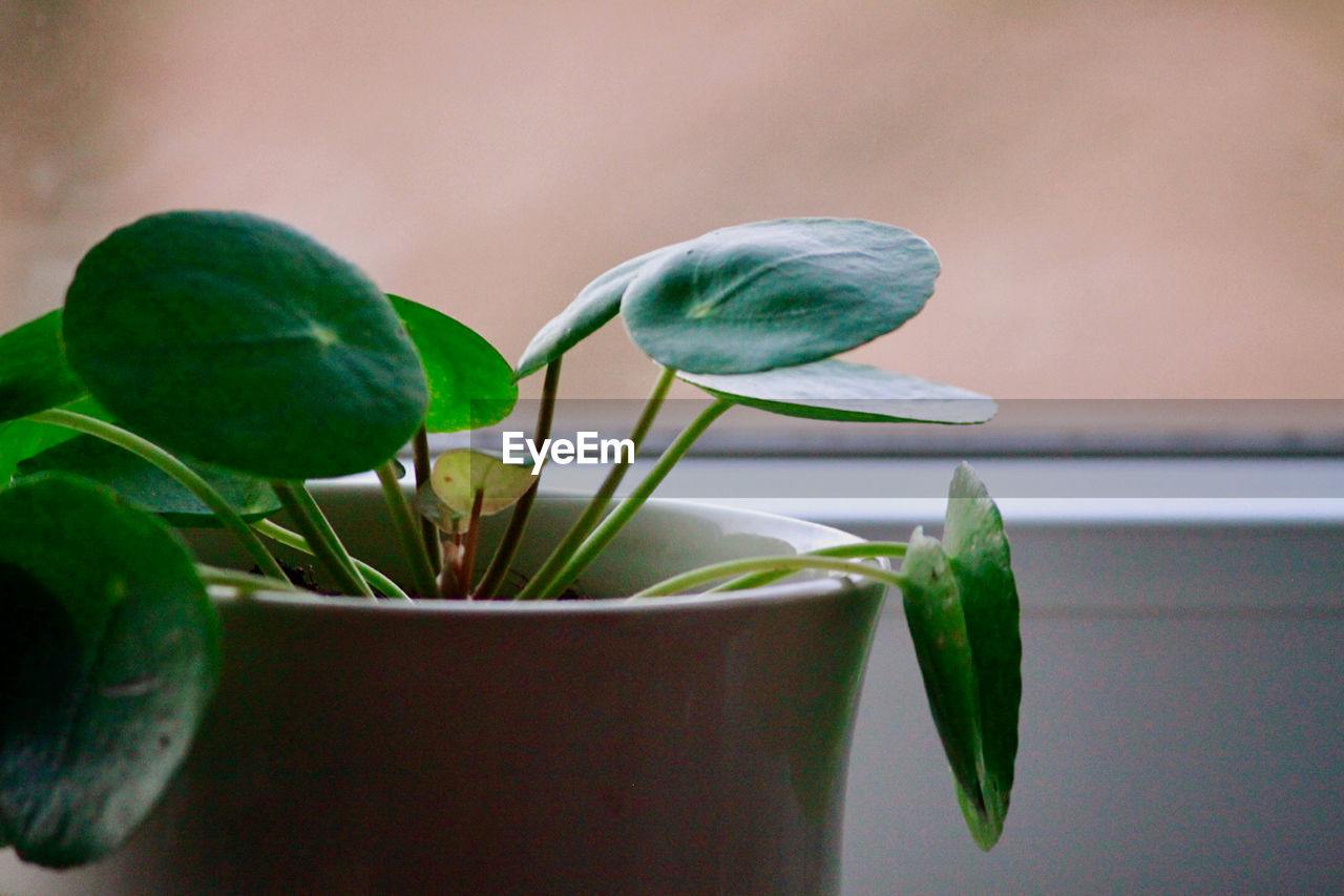 green, plant, leaf, plant part, flower, nature, freshness, growth, houseplant, macro photography, no people, indoors, close-up, flowerpot, beauty in nature, potted plant, food, flowering plant, food and drink, focus on foreground, plant stem, yellow, wellbeing, healthy eating