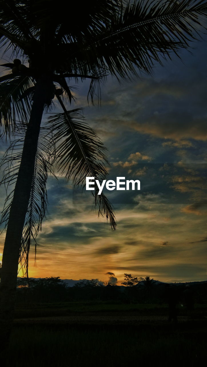 LOW ANGLE VIEW OF SILHOUETTE PALM TREE AGAINST SKY