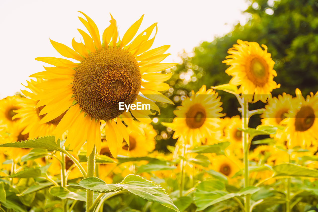 CLOSE-UP OF SUNFLOWERS ON FIELD