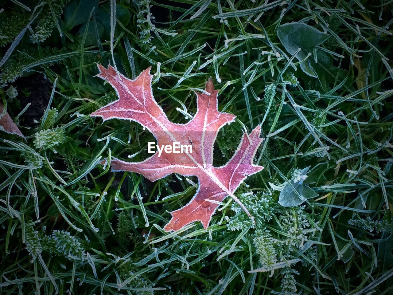 Dry oak leaf on grass during winter