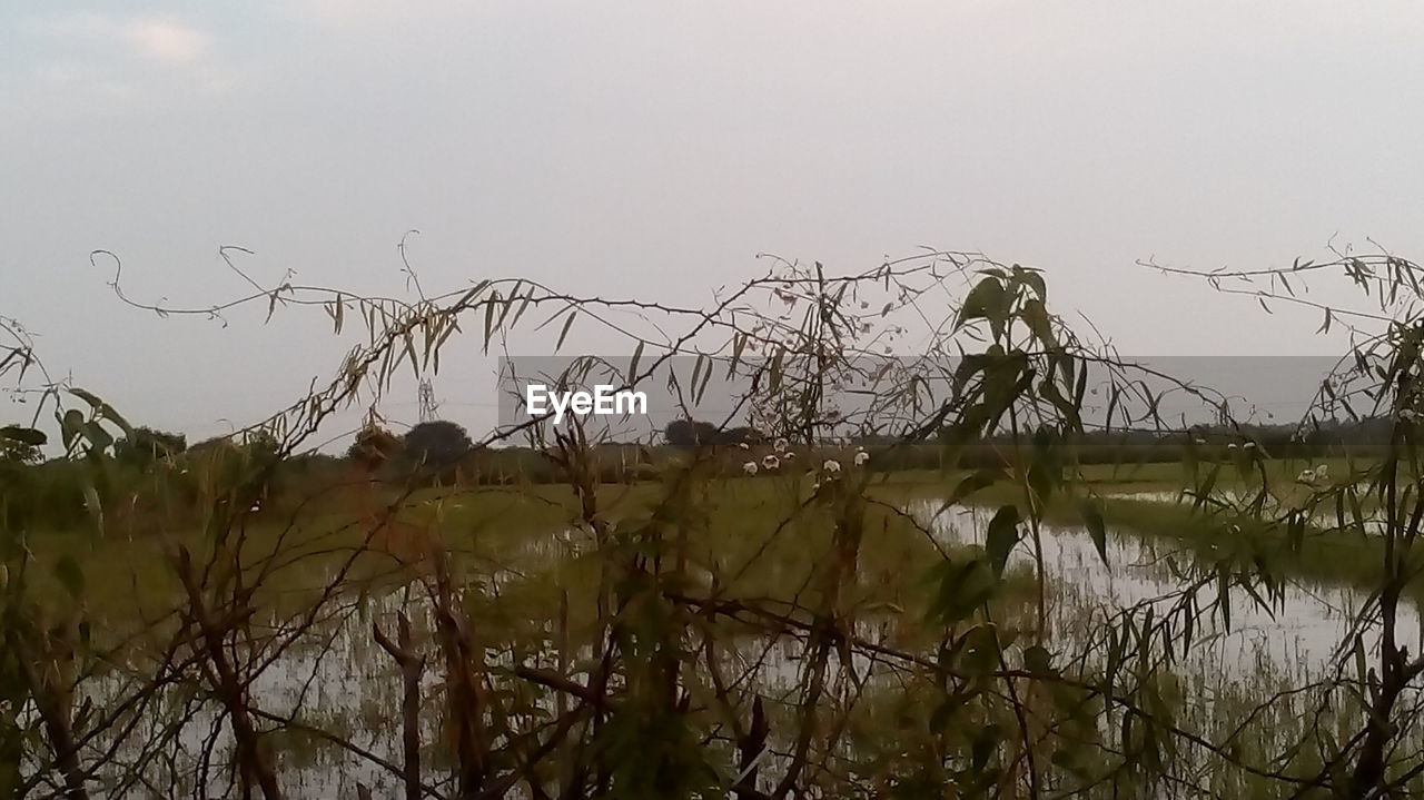 PLANTS BY LAKE AGAINST CLEAR SKY