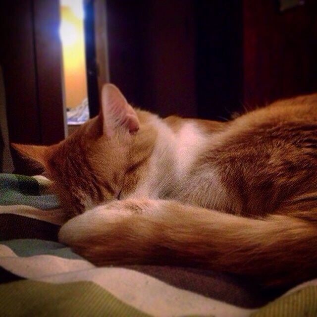 CLOSE-UP OF CAT SLEEPING ON BED