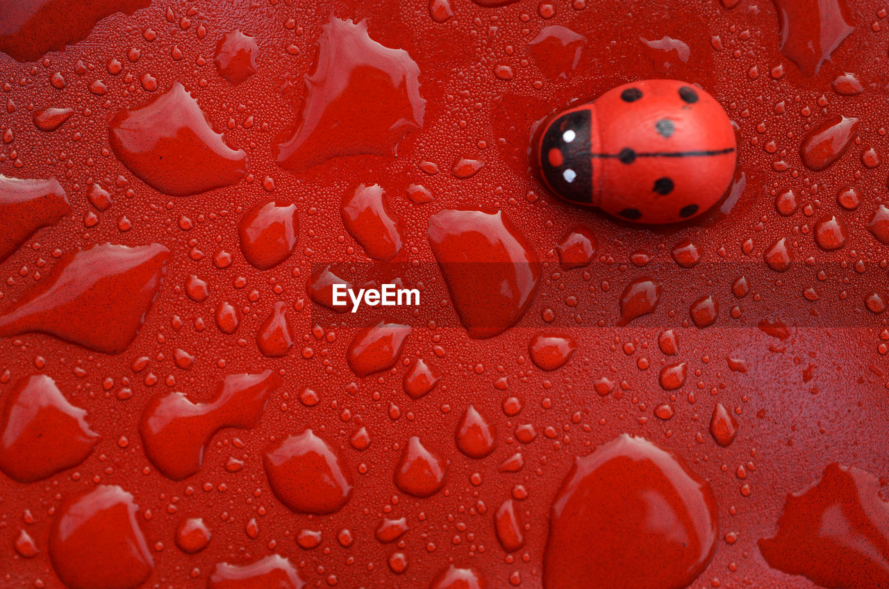 Close-up of water drops with ladybird on red steel surface 