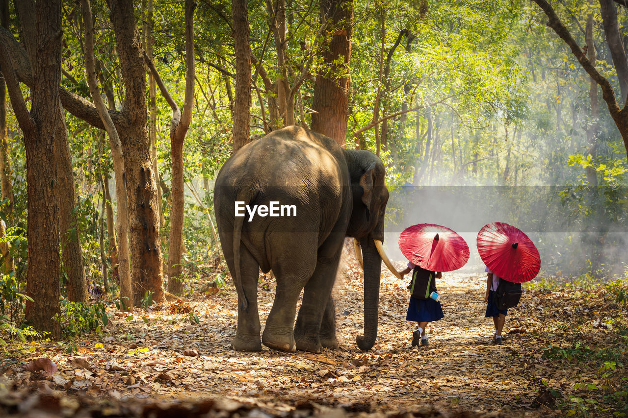 Community life. school children andelephants. student little asian are raising elephants, thailand.