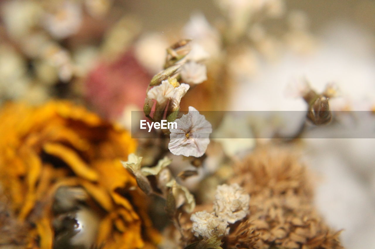 CLOSE-UP OF WILTED FLOWERING PLANT