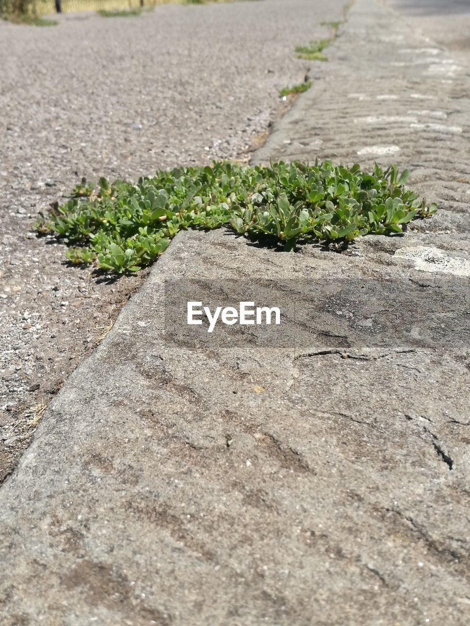 CLOSE-UP OF PLANT ON ROAD