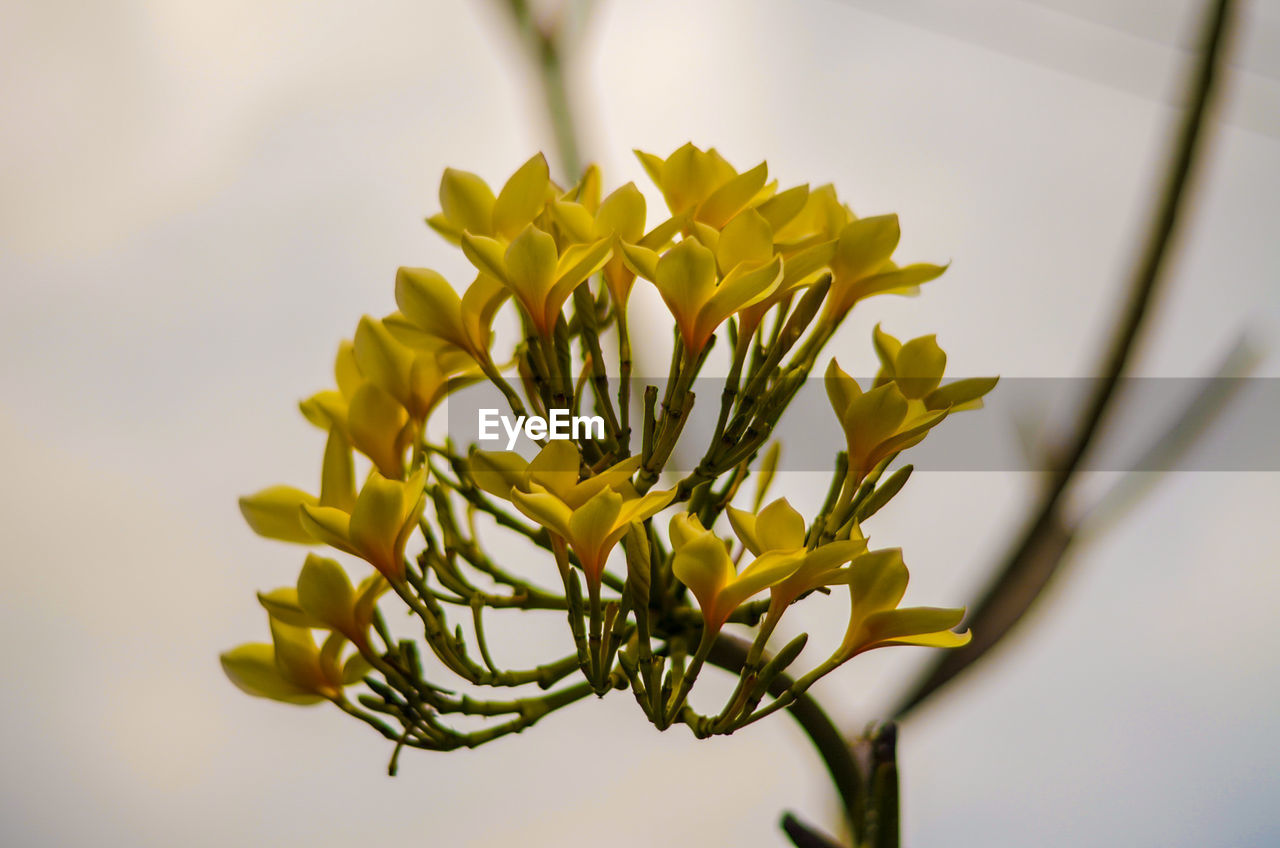 Close-up of yellow flowering plant