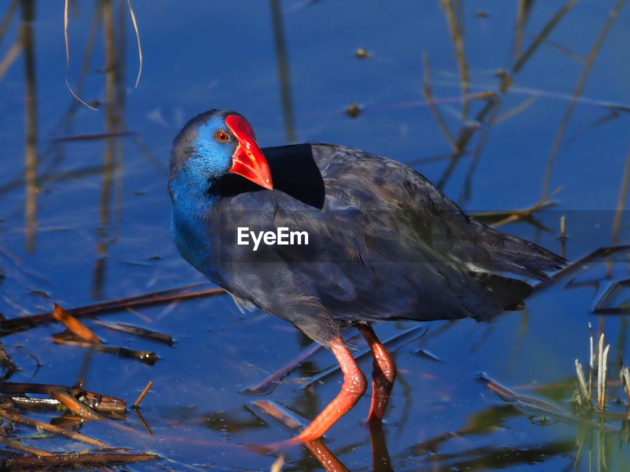 CLOSE-UP OF A BIRD PERCHING ON A LAKE