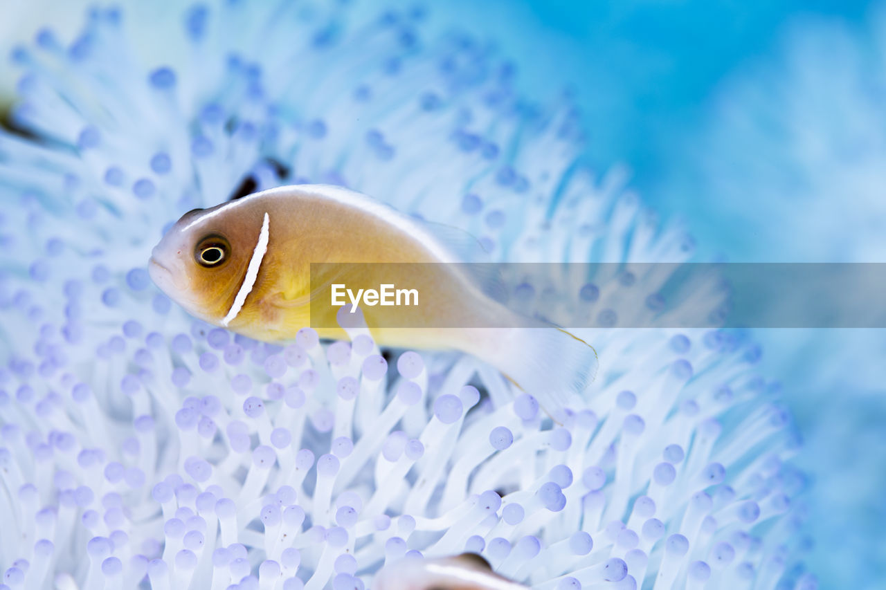 close-up of fish swimming in aquarium