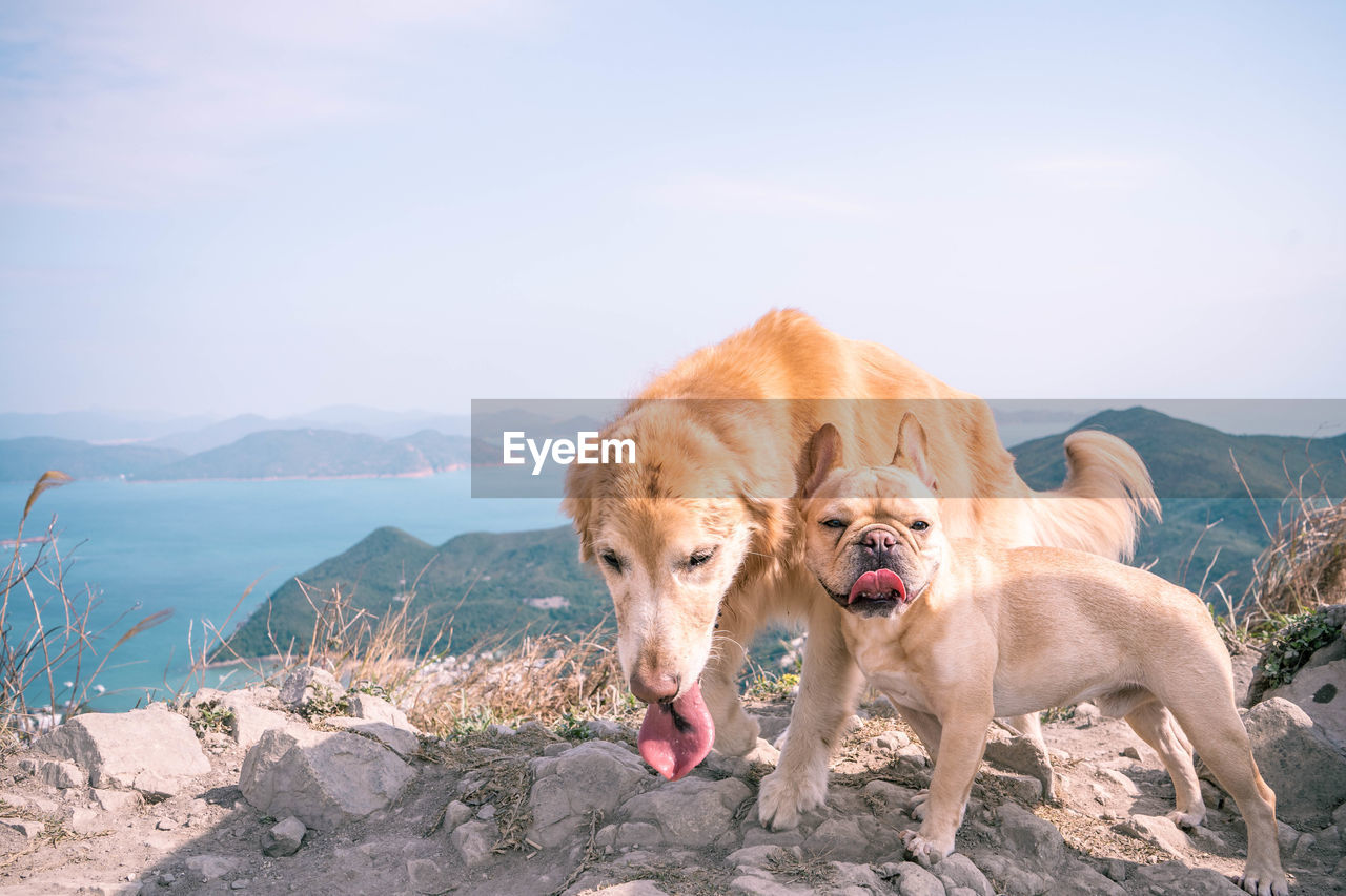 Golden retriever and french bulldog in mountain