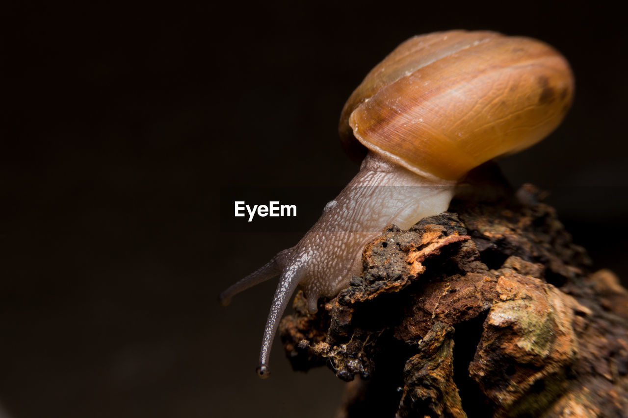 Close-up of snail on black background