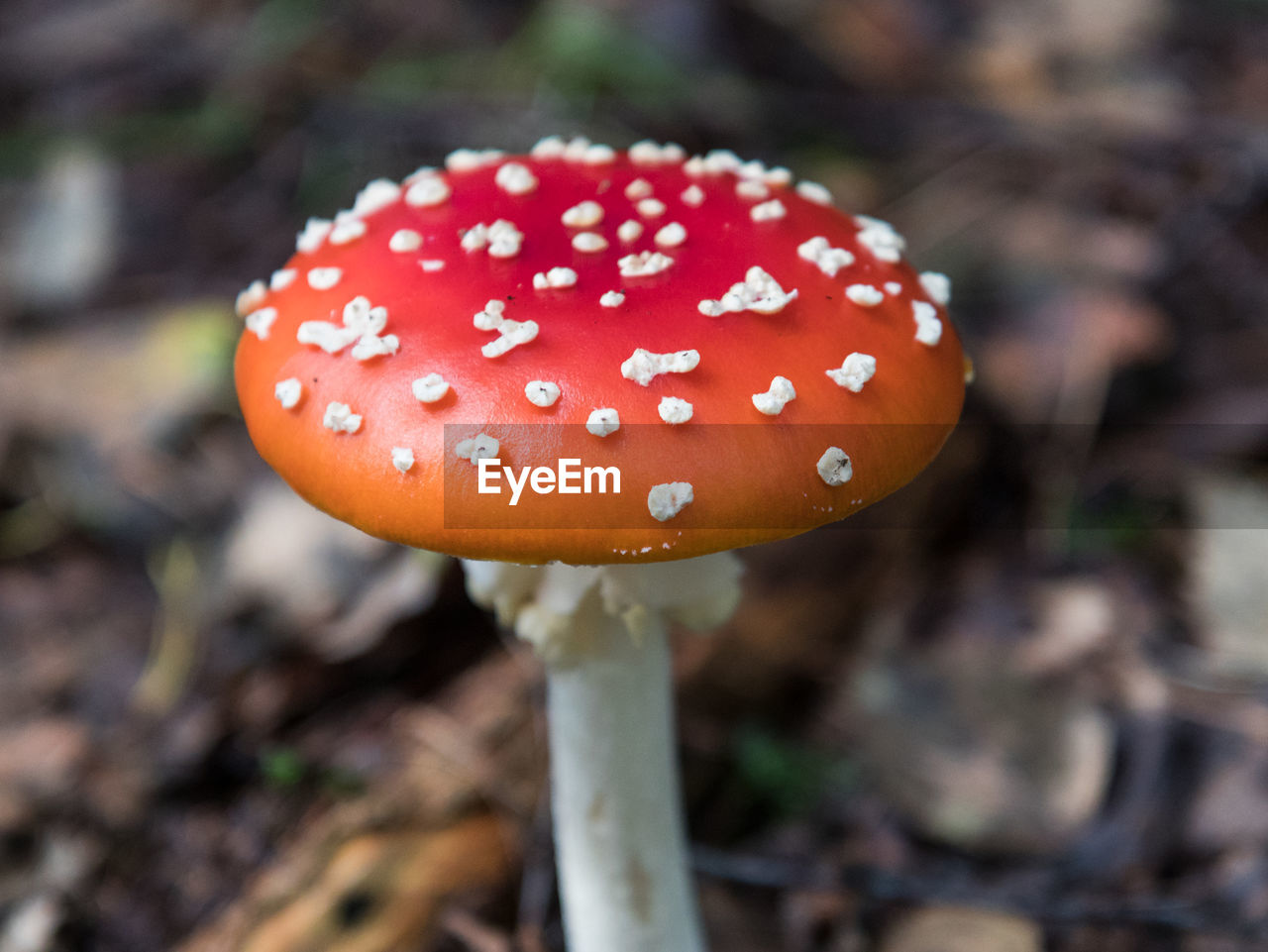 Close-up of fly agaric mushroom