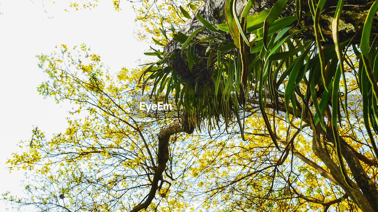 CLOSE-UP LOW ANGLE VIEW OF TREE AGAINST SKY