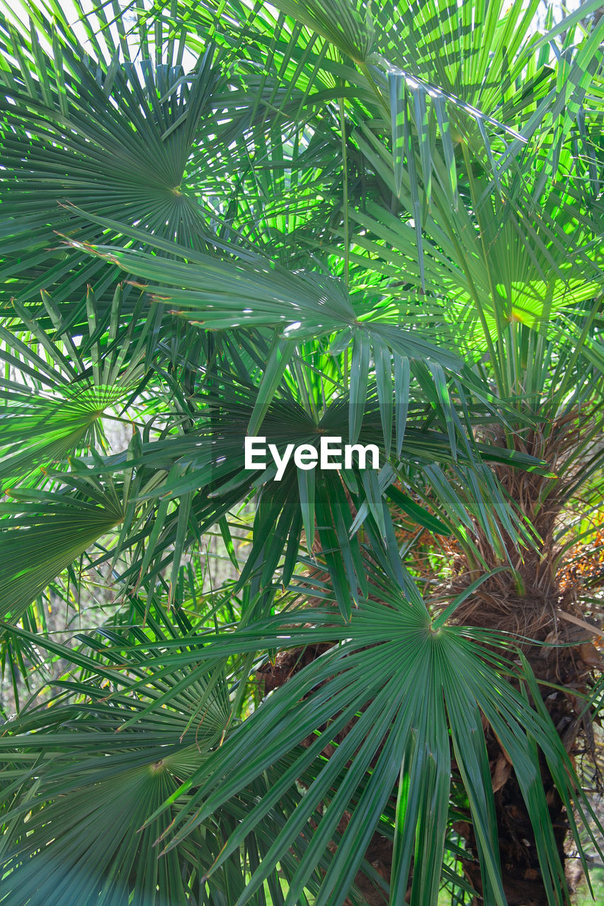 LOW ANGLE VIEW OF PALM TREE LEAVES