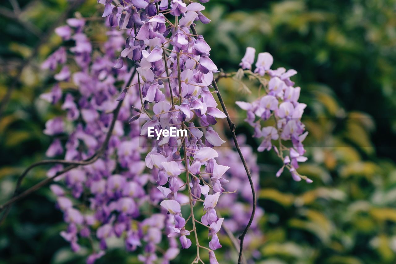 Close-up of purple flowering plant