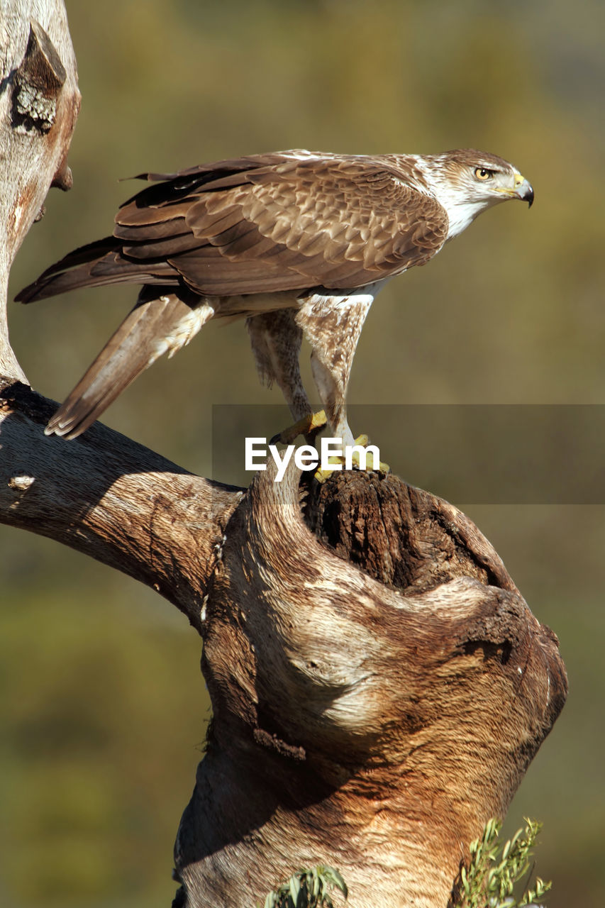 CLOSE-UP OF EAGLE PERCHING ON BRANCH