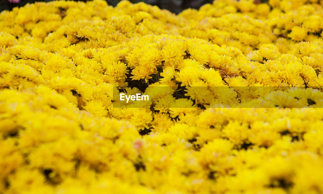 FULL FRAME SHOT OF YELLOW FLOWER