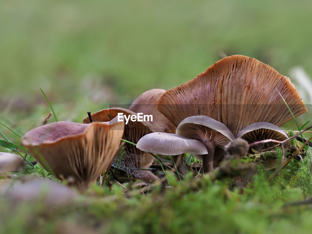 Close-up of mushroom growing on field