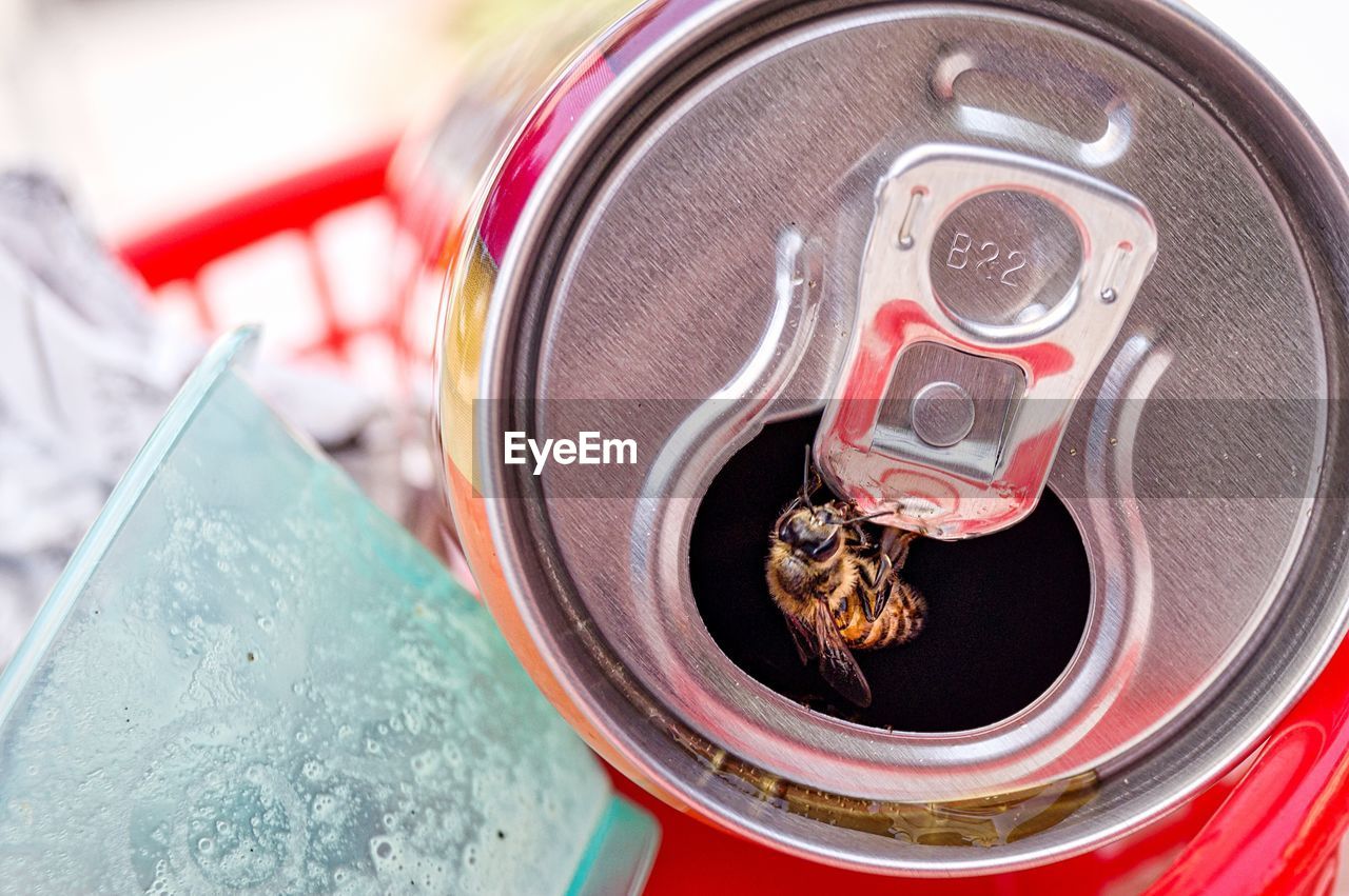 Close-up of bee on lid of drink can