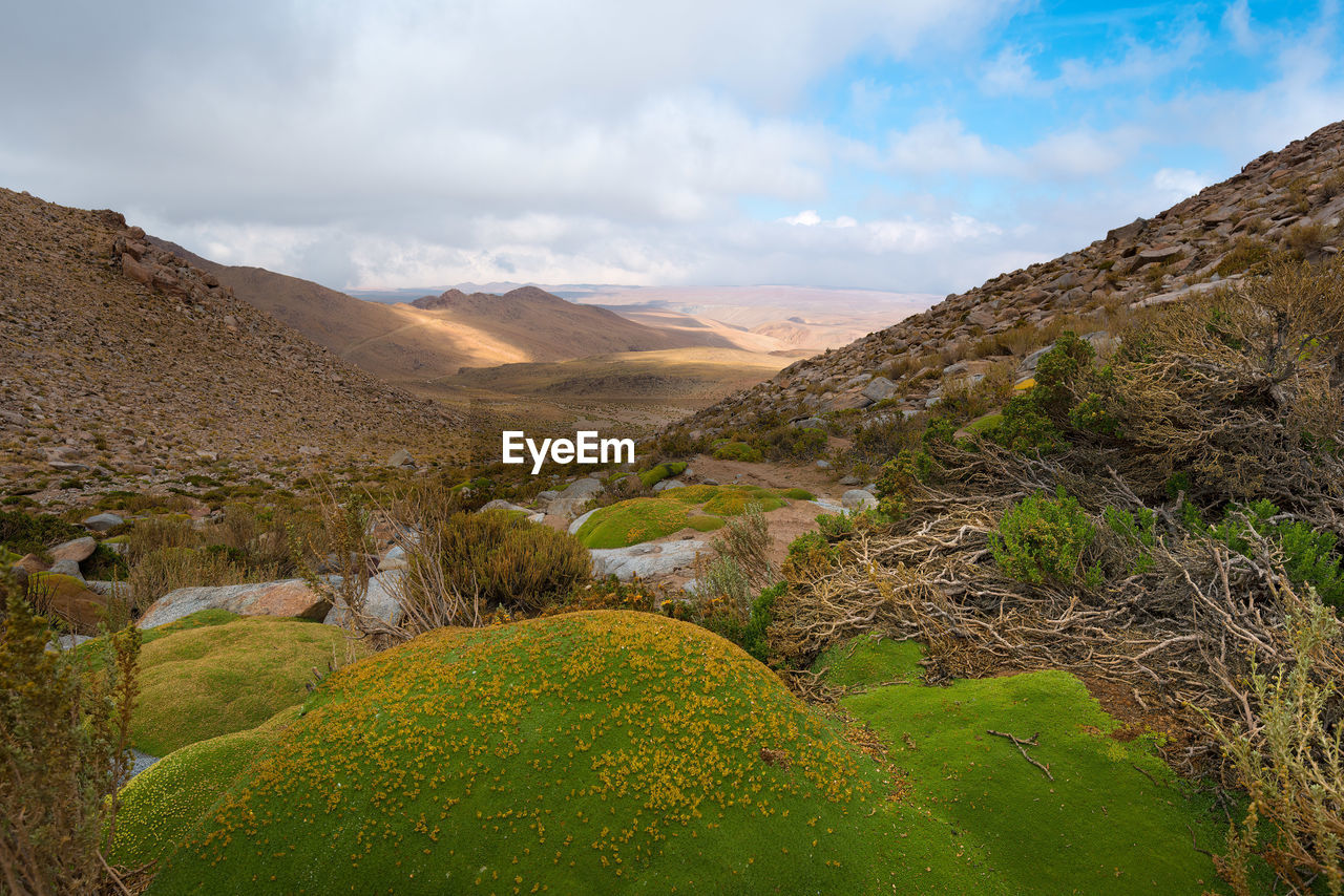 Yareta plant, azorella compacta, typical plant that grows, moss, in the andes of south america.