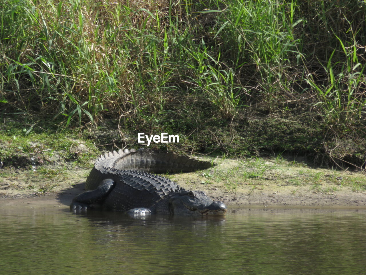 VIEW OF A TURTLE IN RIVER