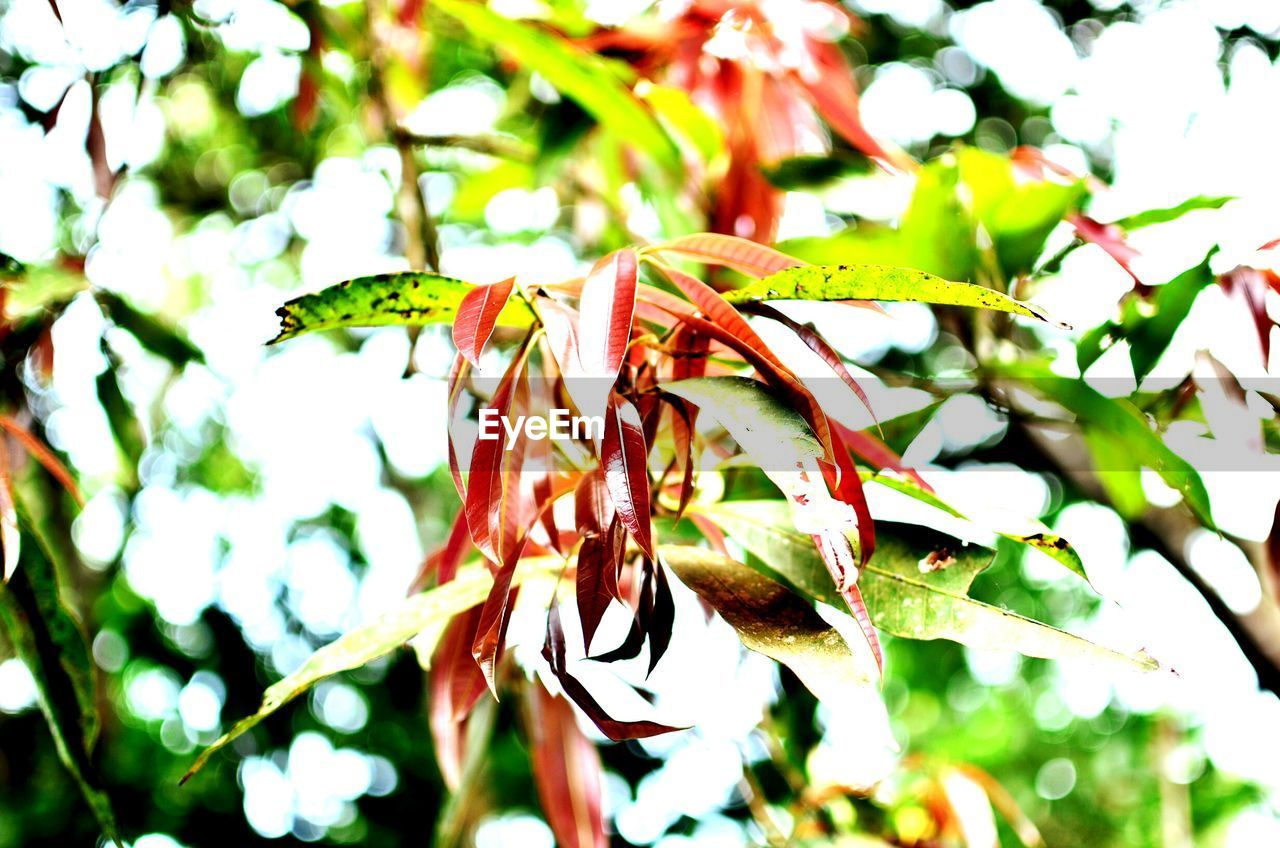 Close-up low angle view of leaves