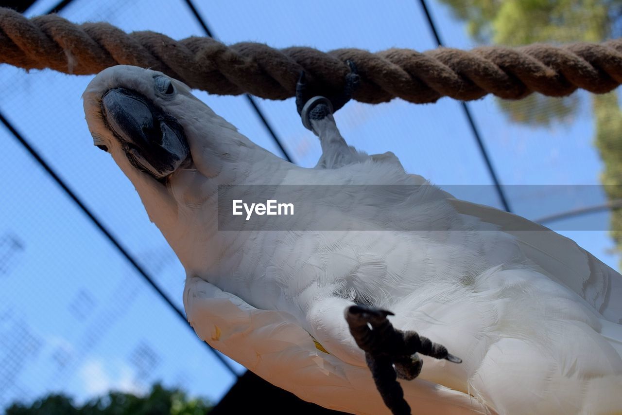 LOW ANGLE VIEW OF BIRD PERCHING ON BRANCH