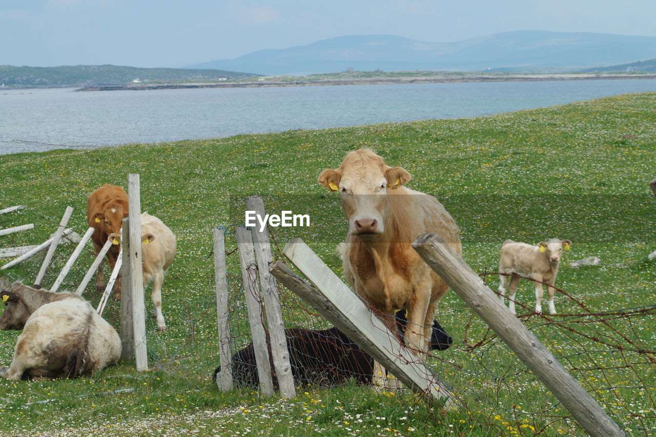 VIEW OF SHEEP ON FIELD