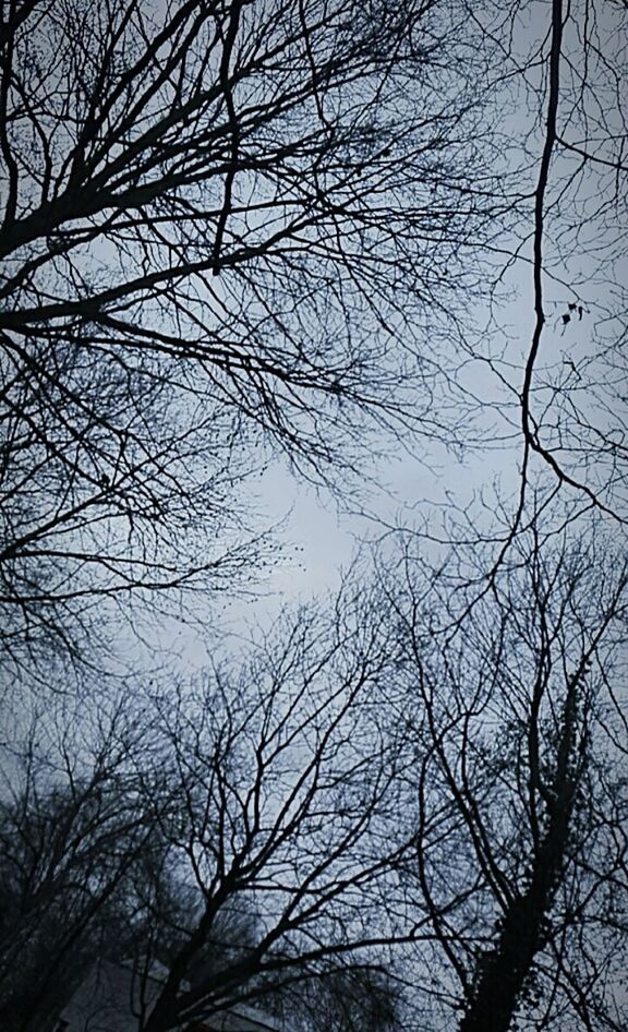 LOW ANGLE VIEW OF BARE TREES AGAINST THE SKY