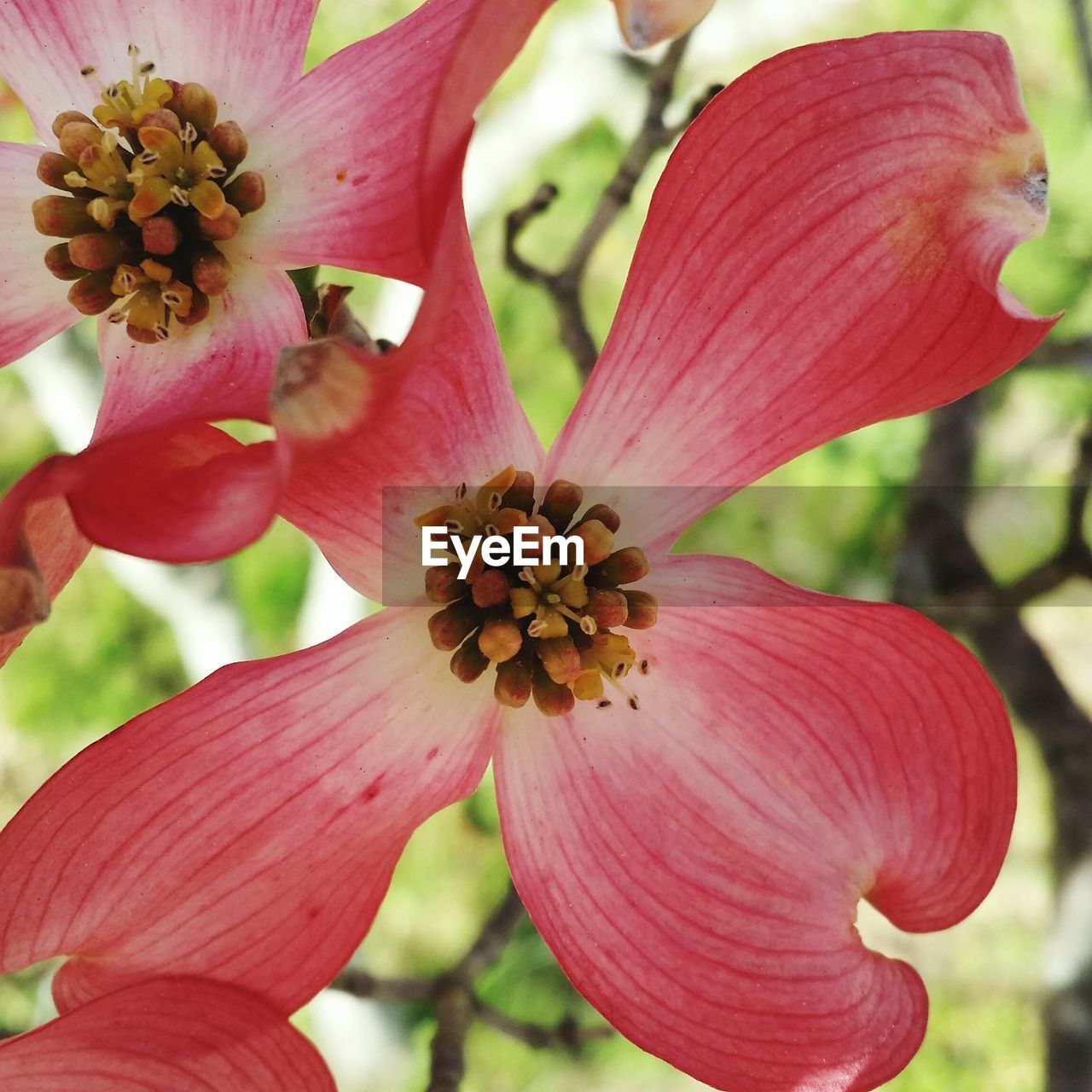 CLOSE-UP OF PINK FLOWERS