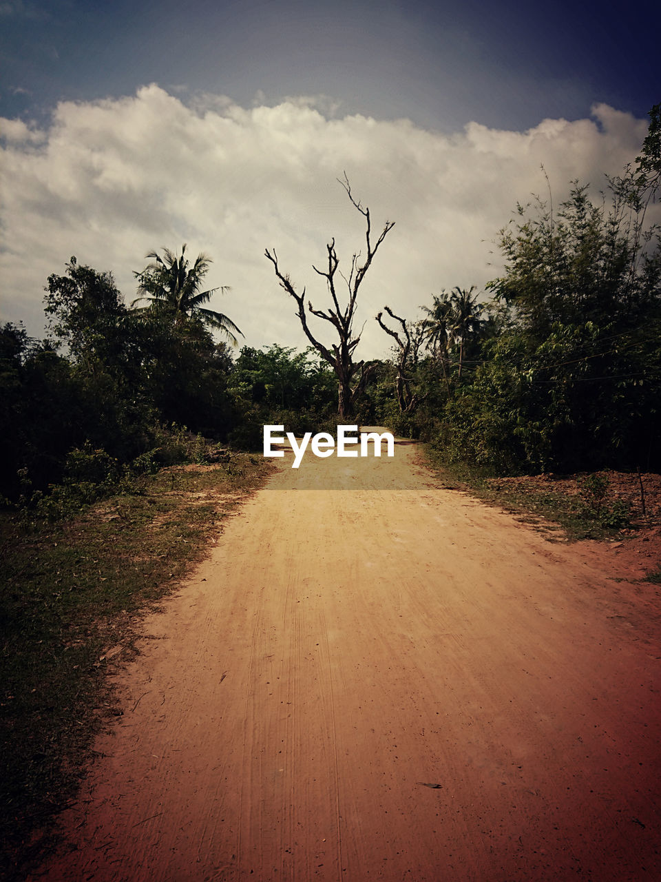 DIRT ROAD ALONG TREES AND PLANTS