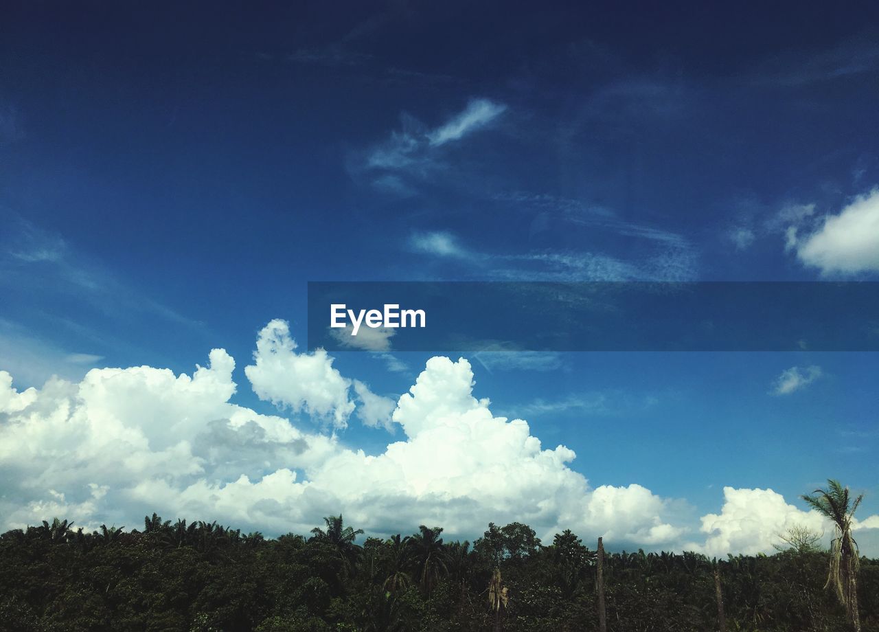 LOW ANGLE VIEW OF TREES ON LANDSCAPE AGAINST SKY