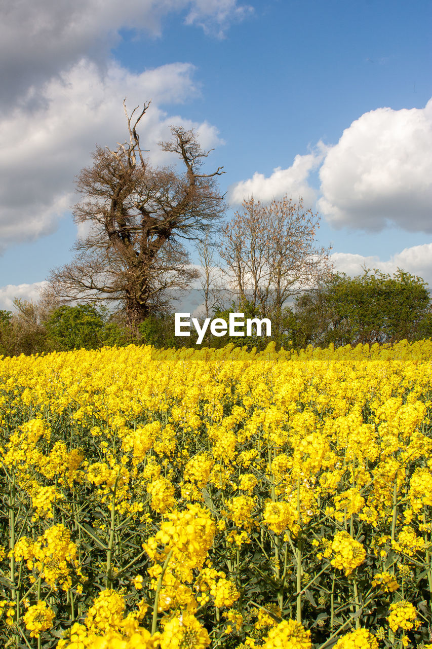 Scenic view of oilseed rape field against sky