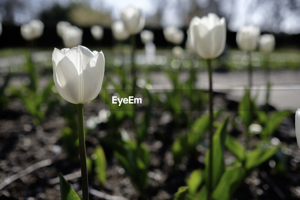 CLOSE-UP OF WHITE FLOWERS BLOOMING